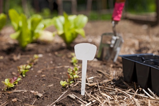 What Gardening Can Teach You About Marketing